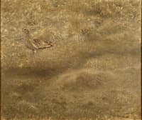 Curlew