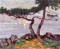 Pines by the Sea