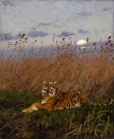 Tiger Among Rushes in Moonlight