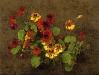 Nasturtiums