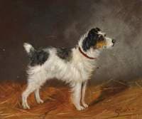 Terrier