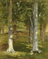 Beech Trees