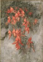 Clianthus puniceus