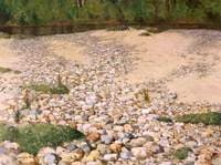 Oystercatcher's Nest