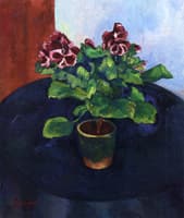 Les Pelargoniums