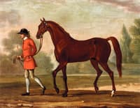 Portrait of 'Dormouse', a Bay Racehorse Led by a Jockey