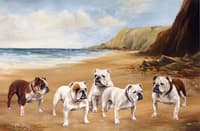 Bulldogs on the Beach