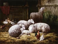 Sheep, Roosters and Chickens in a Barn