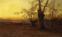 A Spring Evening, Burnham Beeches