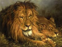 A Lion and Lioness