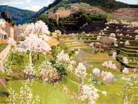 Almendros en Flor