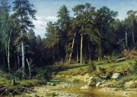 Pine Forest in Viatka Province