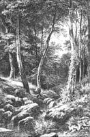 Brook in Forest