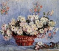 Chrysanthemums