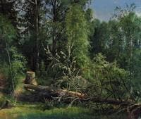 The cut down tree