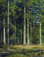 Fir Forest