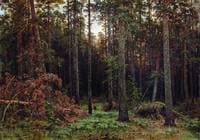 Pine Wood
