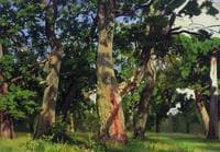 Oaks in the Evening