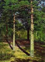 Pine Trees in the Sunlight
