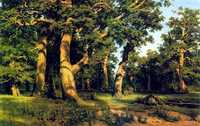 An Oak Wood
