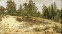 Young Pines on the Sand Dunes