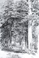 Pine Forest