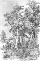 Pines