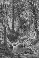 Woodland Brook