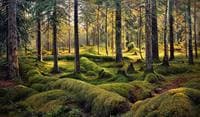 Woodland Сemetery