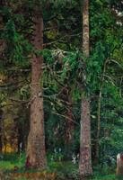 Fir Forest