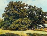 Oaks in Mordvinovo