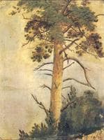 Pine on Rock (study)