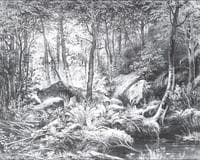 Thicket (View of the Island of Valaam)