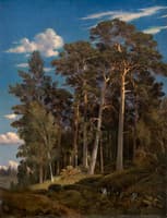 Pine Forest