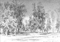 Zelenin's Grove