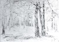 Path in a forest