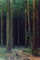 Pine Forest