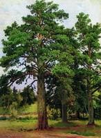 Pines