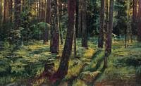 Ferms in the Forest