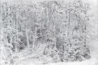 Winter in a Deciduous Forest