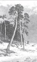Pines