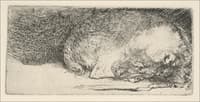 The Little Dog Sleeping