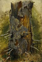 Bark on a Dry Tree Trunk