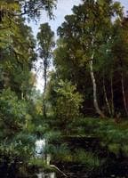 Overgrown pond on edge of forest, Siverskaya