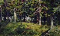 The Forest Glade