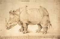 Rhinoceros