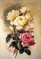 French Bridal Roses