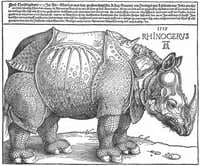 The Rhinoceros