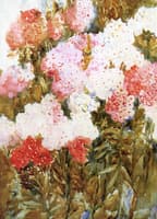 Phlox
