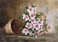 White Azaleas in a Flower Pot